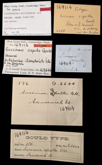 Media type: image;   Malacology 169114 Aspect: labels